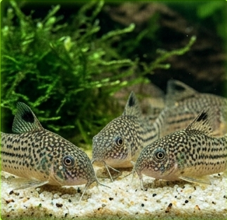 Corydoras