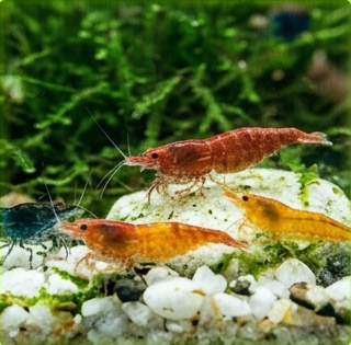 Dwarf Shrimp