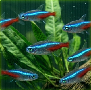 Neon Tetras
