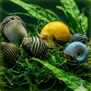 Other Mystery Snails