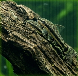 Otocinclus