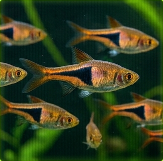 Rasboras